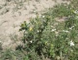 Cirsium ciliatum