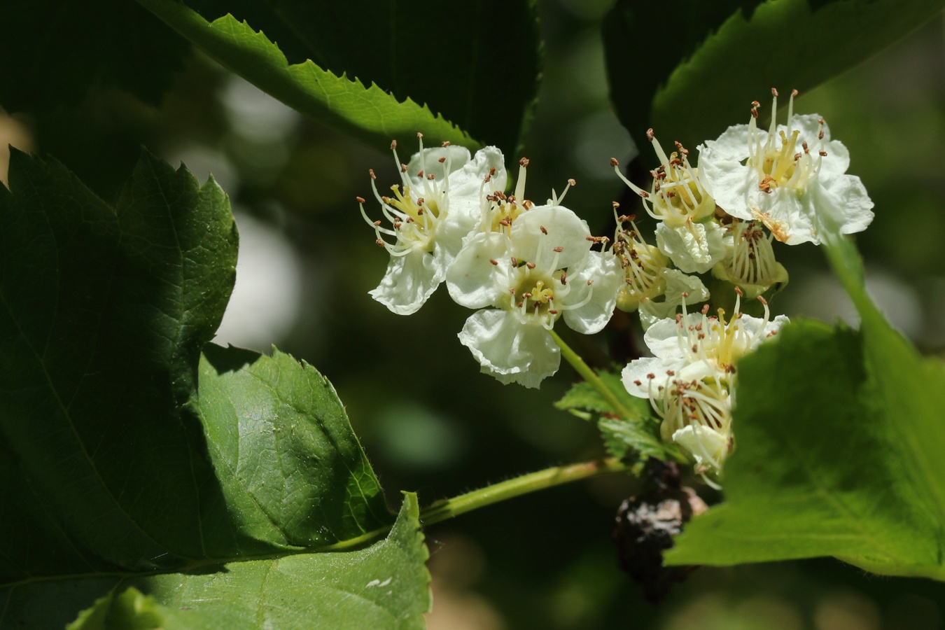 Изображение особи род Crataegus.