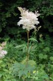 Filipendula palmata