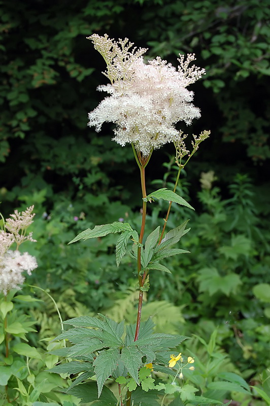 Image of Filipendula palmata specimen.