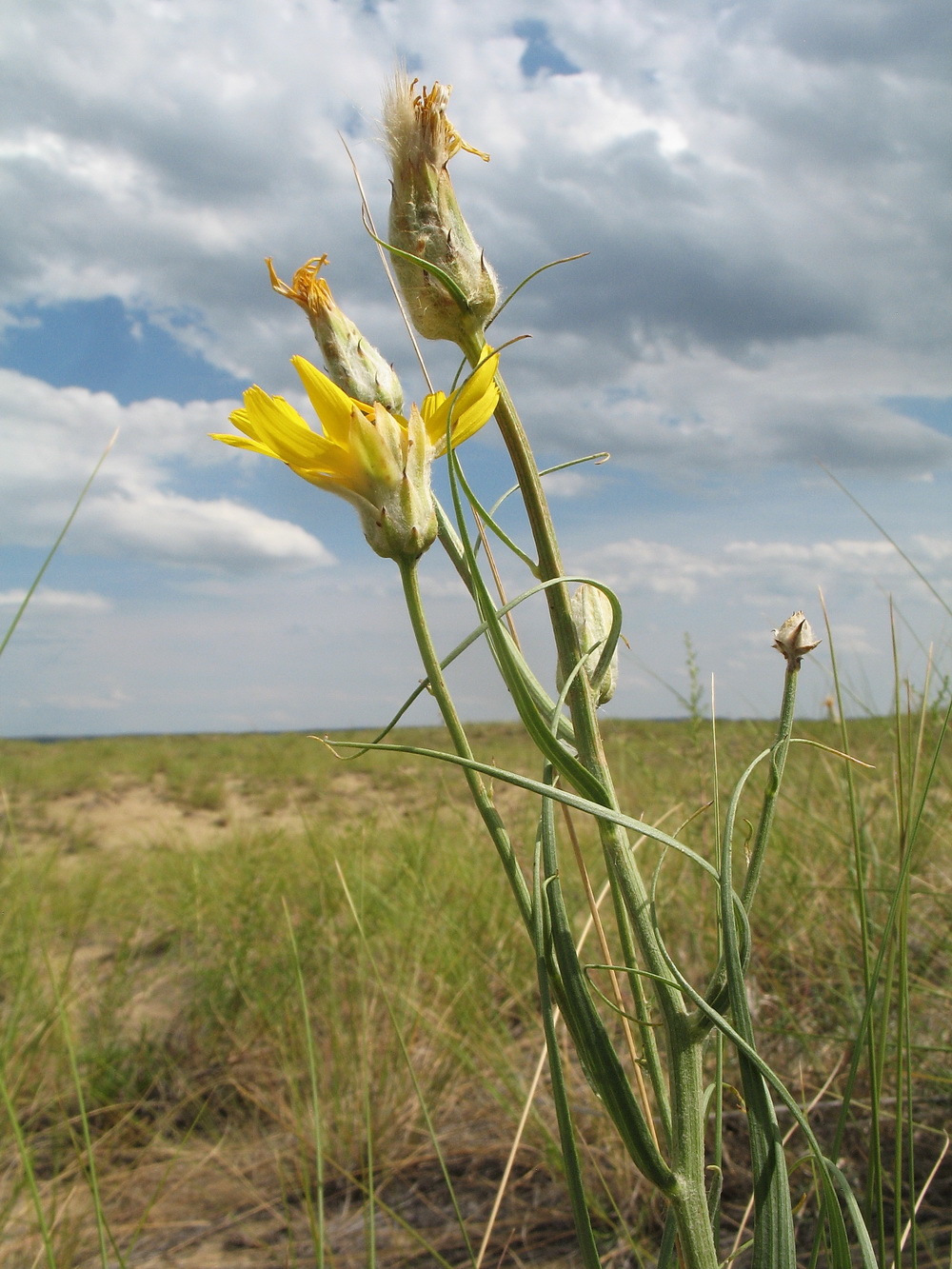 Изображение особи Scorzonera ensifolia.