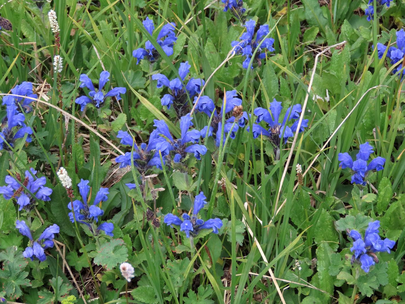 Изображение особи Dracocephalum grandiflorum.