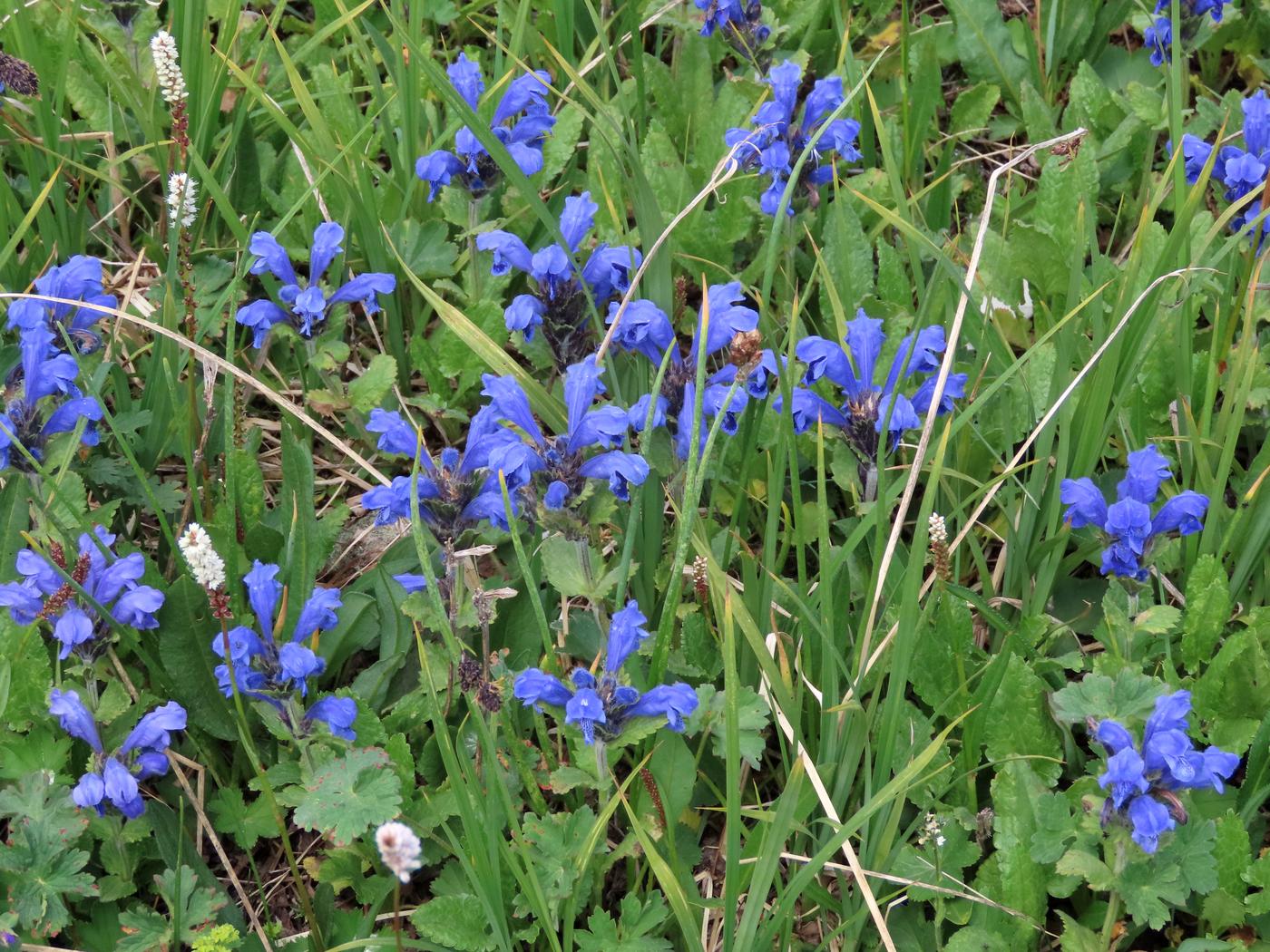 Image of Dracocephalum grandiflorum specimen.