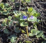 Glechoma hederacea