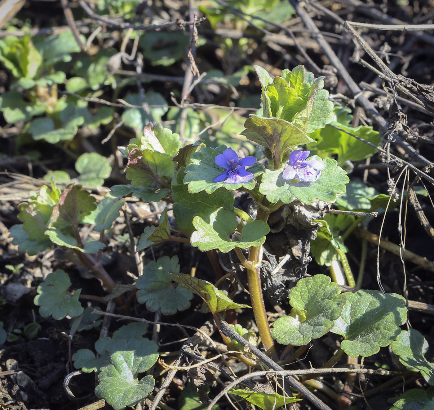 Изображение особи Glechoma hederacea.