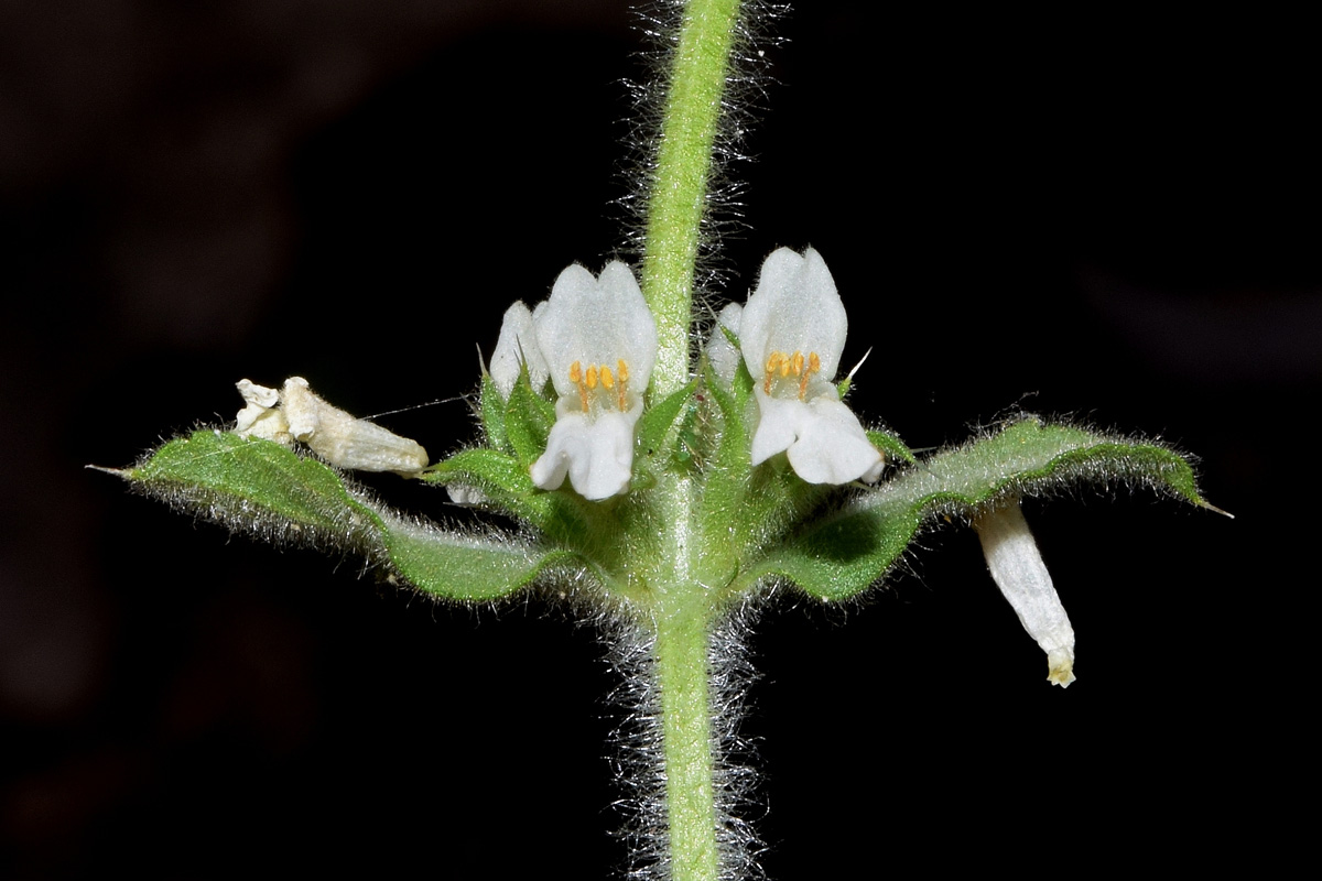 Image of Stachys setifera specimen.