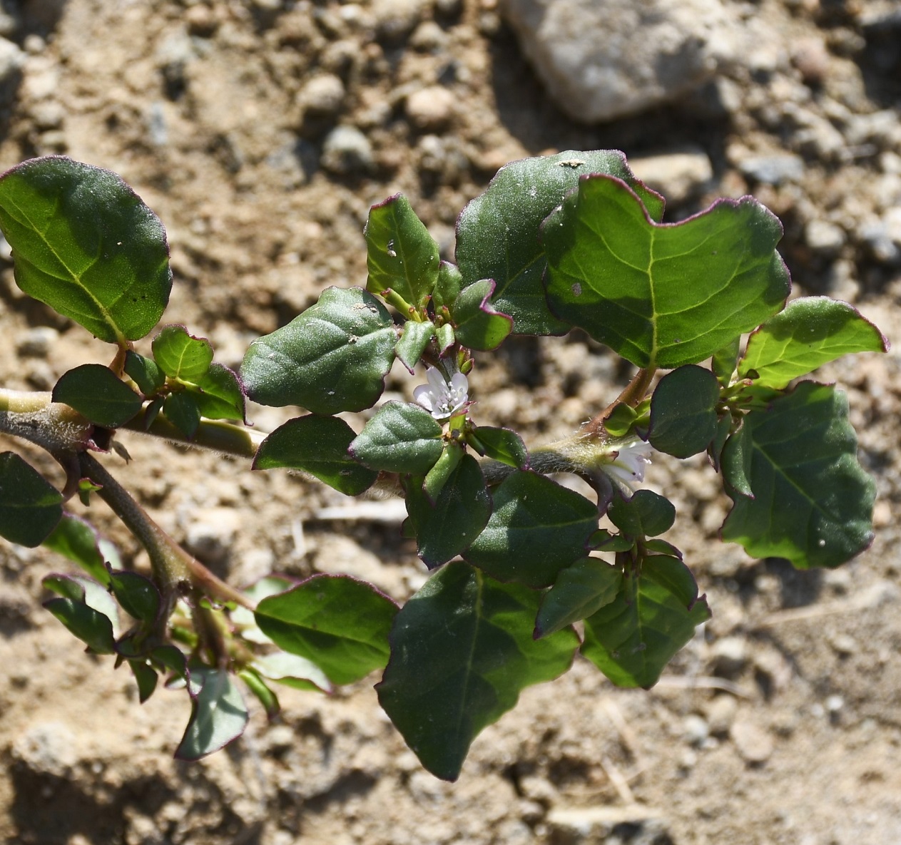 Изображение особи Trianthema portulacastrum.