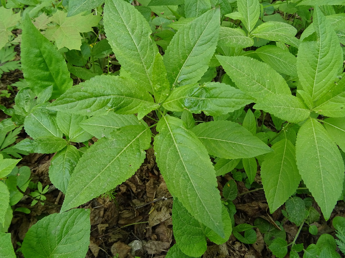 Изображение особи Mercurialis perennis.