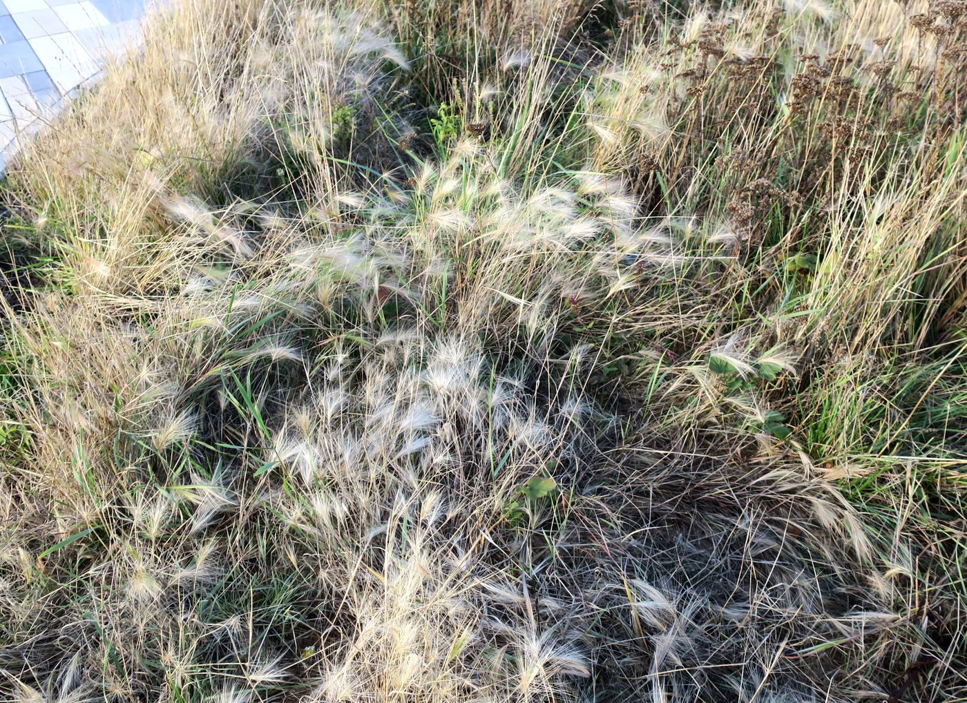 Image of Hordeum jubatum specimen.