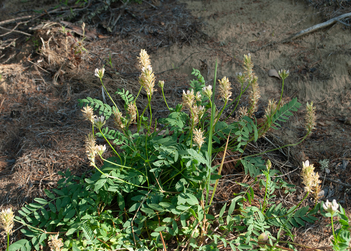 Image of Astragalus inopinatus specimen.