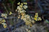 Helichrysum arenarium. Соплодия и отцветающие соцветия. Владимирская обл., Петушинский р-н, окр. с. Марково, берег р. Клязьма, луг. 23.09.2023.