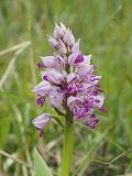 Orchis militaris. Соцветие. Ульяновская обл., Новомалыклинский р-н, окр. с. Стар. Бесовка, долина р. Б. Черемшан, местами заболоченный поросший ивняком луг. 20.05.2023.