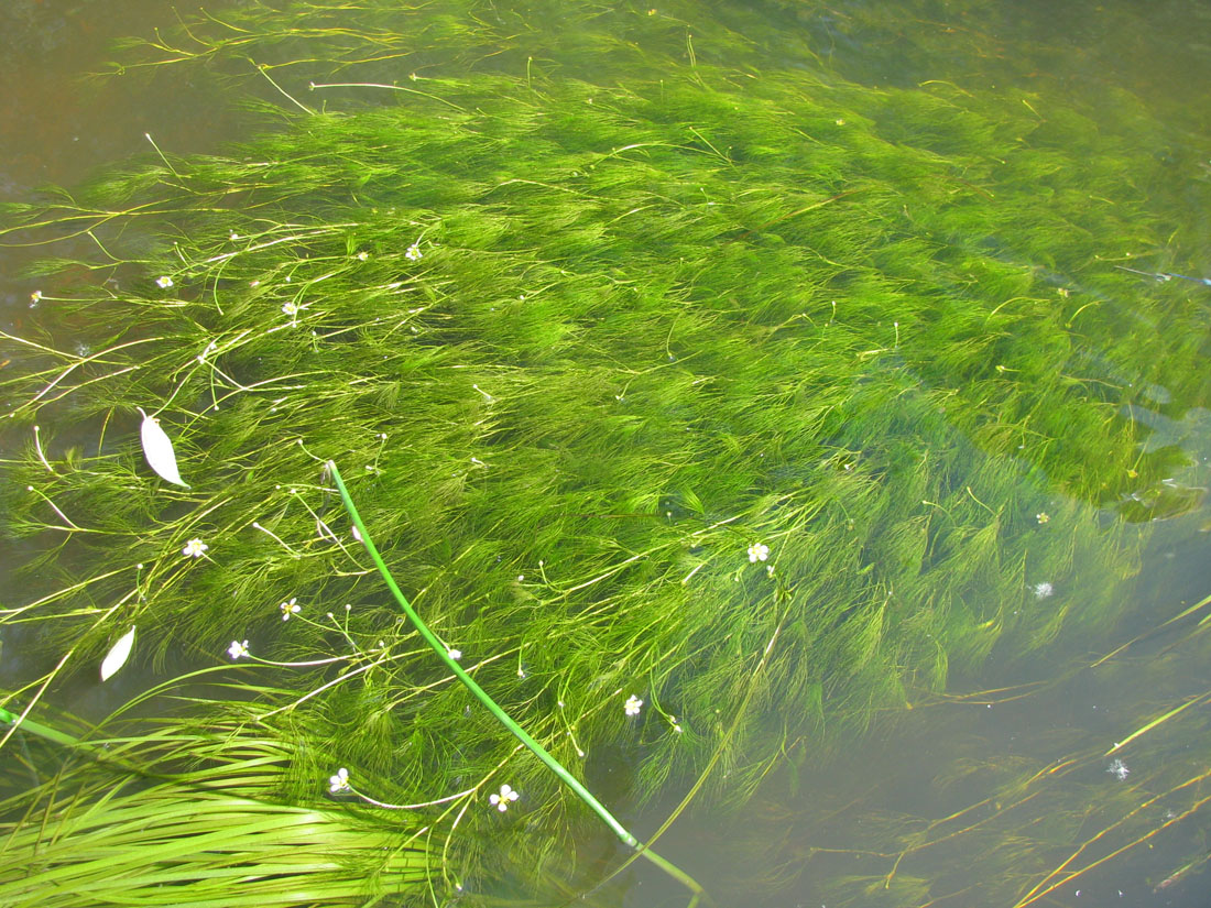 Image of Ranunculus kauffmannii specimen.