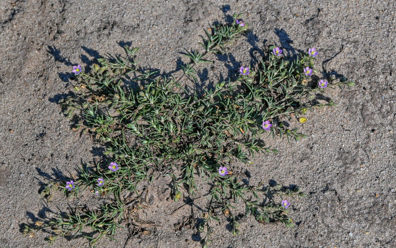 Image of Spergularia rubra specimen.