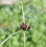 род Cyperus