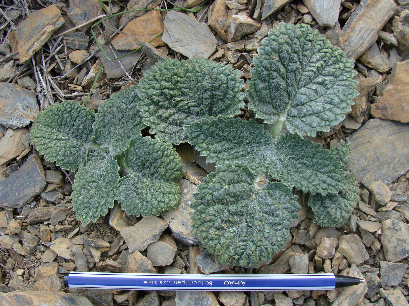 Image of Paraeremostachys anisochila specimen.