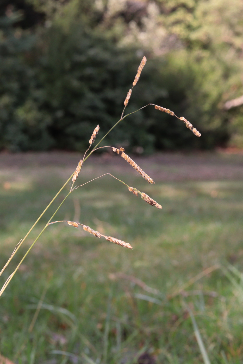 Image of Paspalum dilatatum specimen.