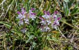 Pedicularis cheilanthifolia