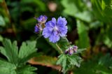 Geranium erianthum. Цветок и бутоны. Сахалин, Корсаковский гор. округ, мыс Евстафия, приморский луг. 25.08.2022.