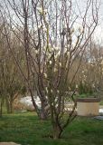 Magnolia denudata. Цветущее растение. Краснодар, парк \"Краснодар\", Японский сад, в культуре. 21.03.2024.