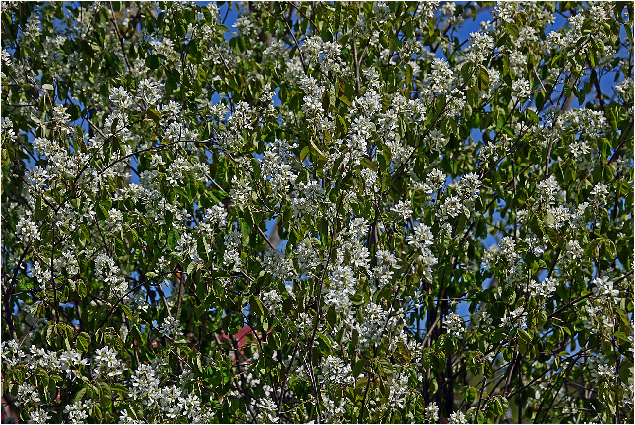 Image of Amelanchier spicata specimen.