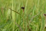 Luzula multiflora. Верхушка плодоносящего растения. Калужская обл., Боровский р-н, окр. дер. Чёлохово, высота 200 м н.у.м, сенокосный луг на старой залежи в 20 м от смешанного леса, сырой участок. 13 мая 2024 г.