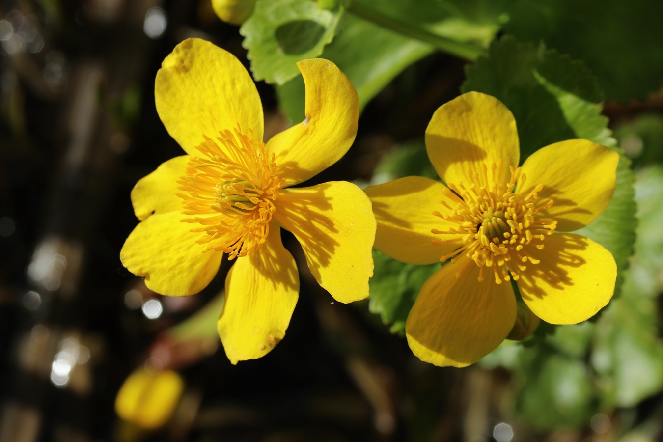 Image of Caltha palustris specimen.