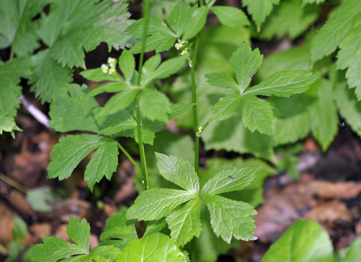 Изображение особи Sanicula chinensis.