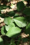 genus Crataegus. Листья. Санкт-Петербург, Кировский р-н, в внутриквартальное озеленение. 29.06.2024.