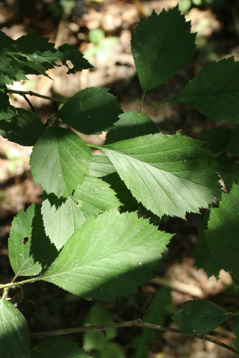 Image of genus Crataegus specimen.