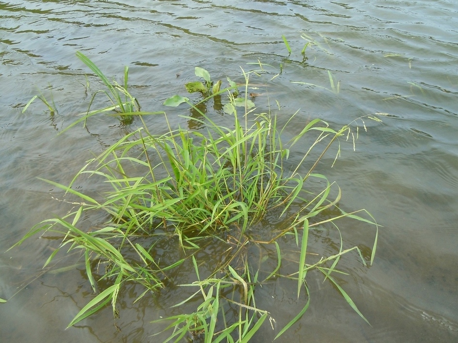 Image of Leersia oryzoides specimen.