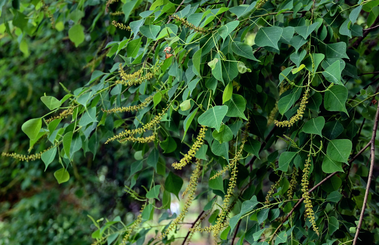 Изображение особи Triadica sebifera.