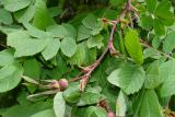 Rosa amblyotis