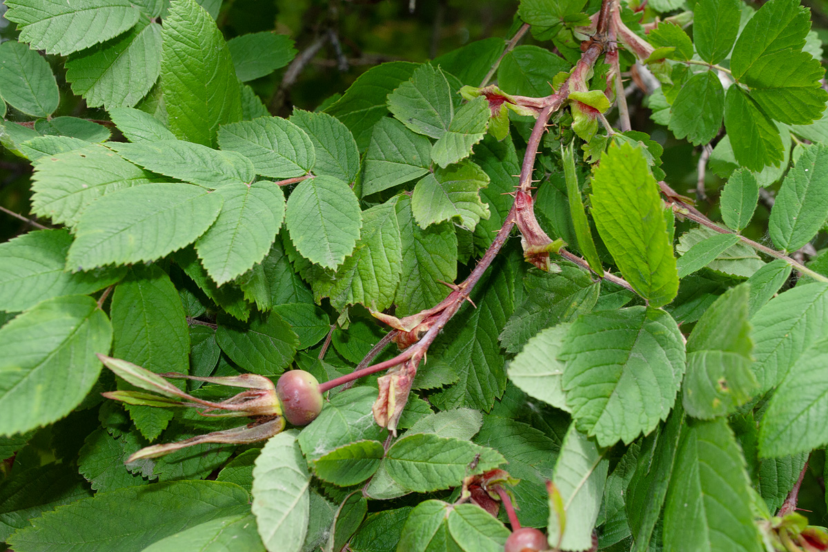 Изображение особи Rosa amblyotis.