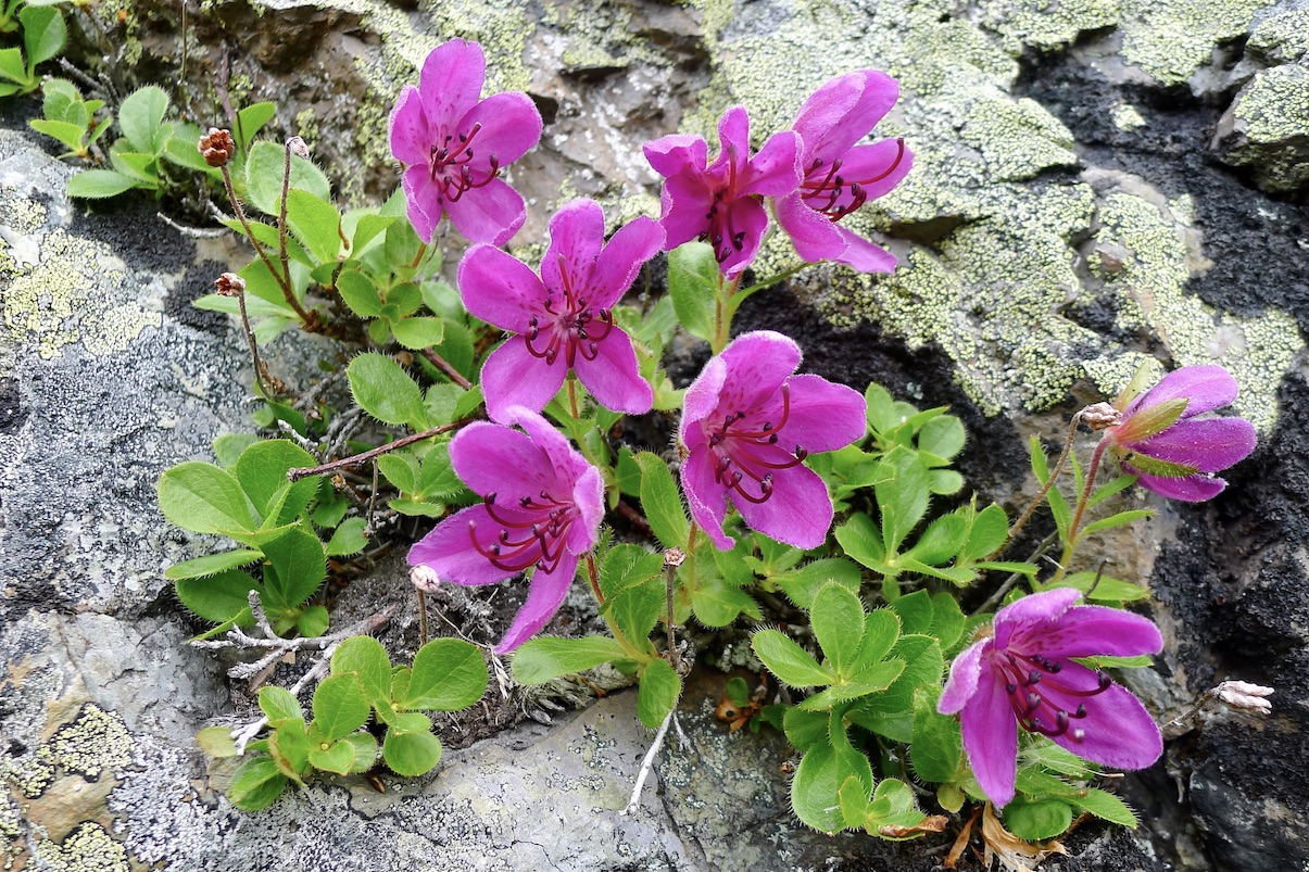 Image of Rhododendron camtschaticum specimen.