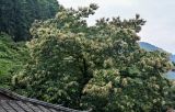 Castanea mollissima