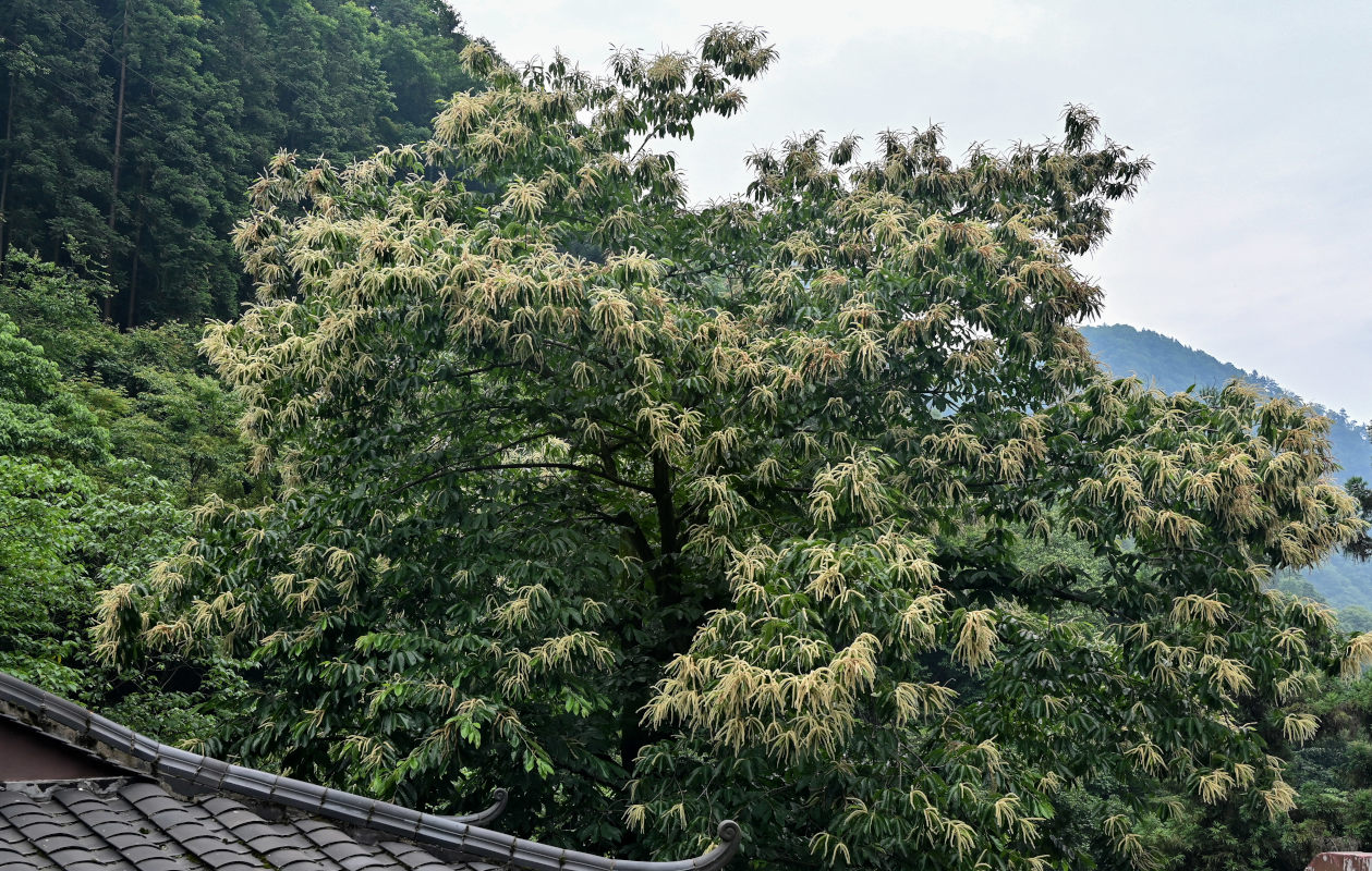 Изображение особи Castanea mollissima.