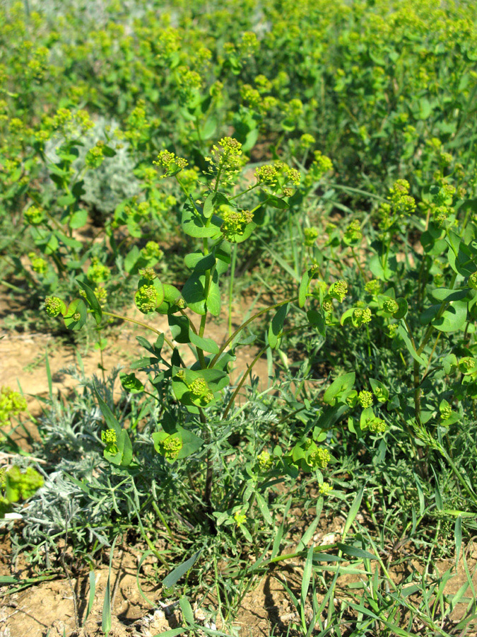 Изображение особи Lepidium perfoliatum.