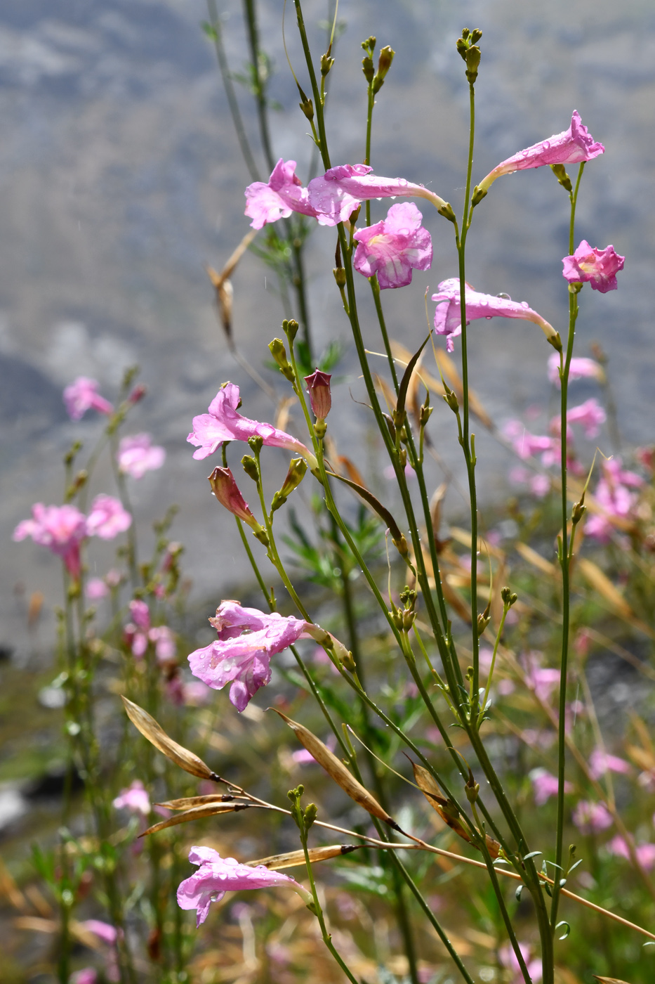 Изображение особи Incarvillea olgae.