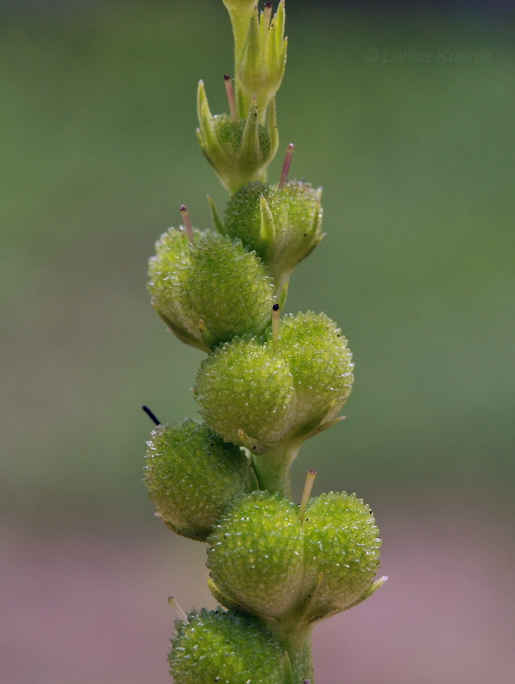 Image of Spigelia anthelmia specimen.