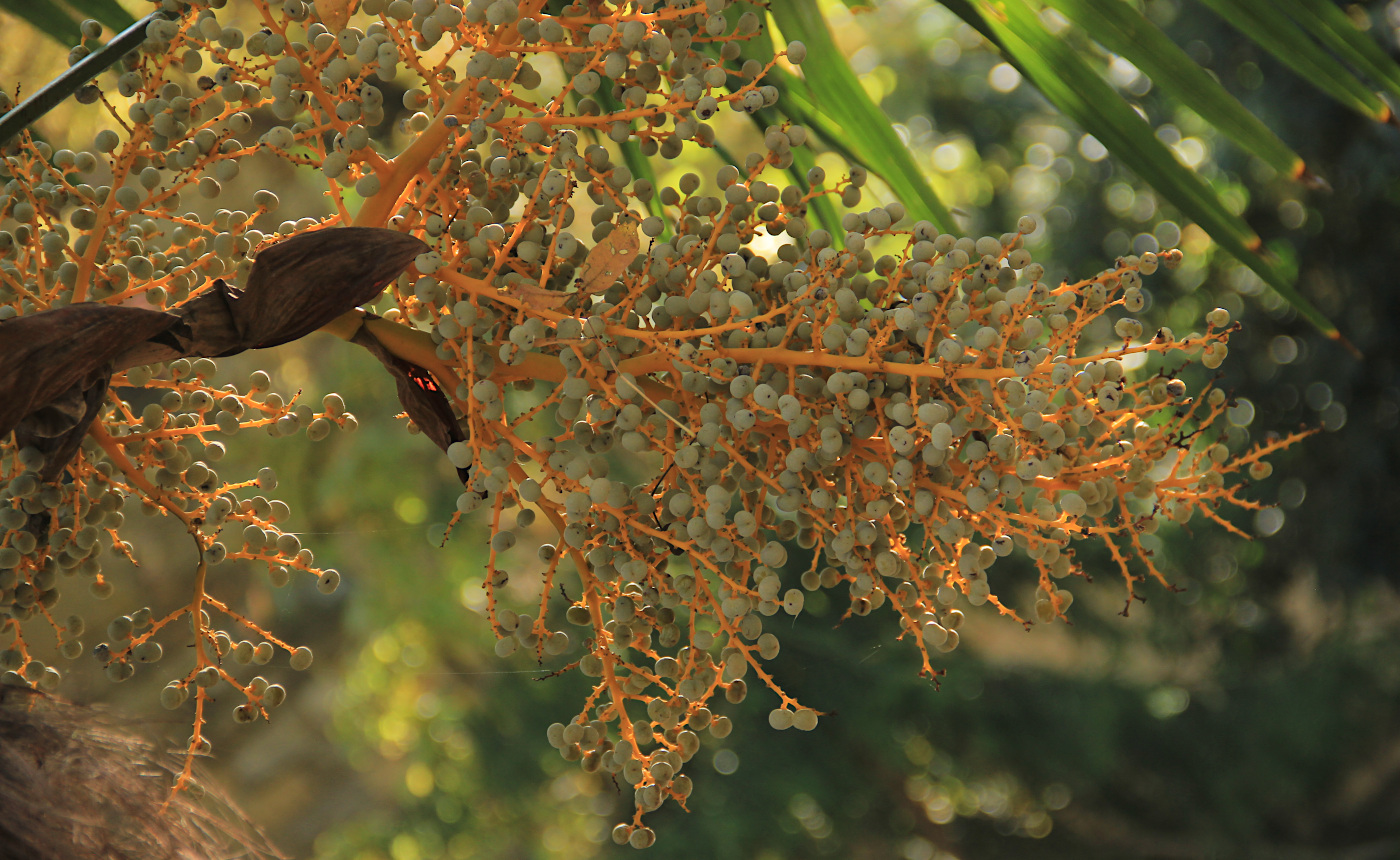 Image of Trachycarpus fortunei specimen.