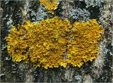 Xanthoria parietina
