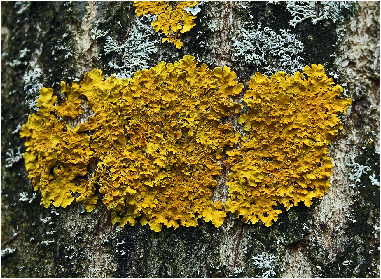 Изображение особи Xanthoria parietina.