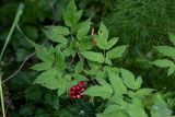 Actaea erythrocarpa. Верхушка плодоносящего растения (среди побегов Equisetum sylvaticum). Вологодская обл., Кирилловский р-н, окр. с. Горицы, гора Маура, смешанный лес. 12.07.2024.