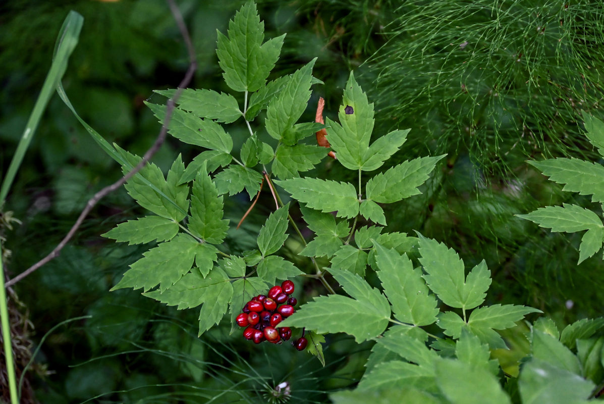 Изображение особи Actaea erythrocarpa.