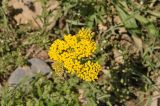 род Achillea. Соцветие. Грузия, край Самцхе-Джавахети, Ахалцихский муниципалитет, окр. с. Грели, луг. 27 мая 2018 г.