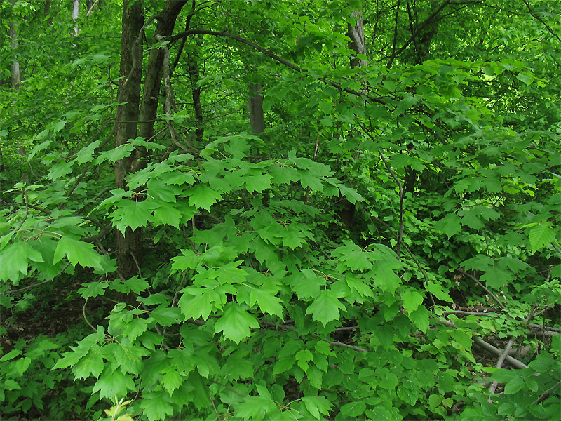 Image of Sorbus torminalis specimen.