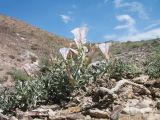 Convolvulus fruticosus
