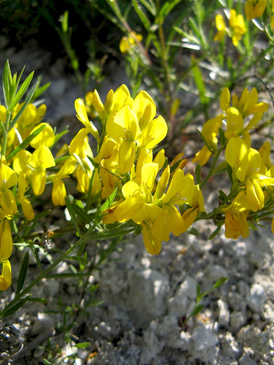 Image of Genista tetragona specimen.