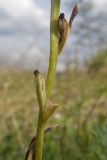 Ophrys mammosa subspecies caucasica. Часть побега отцветающего и плодоносящего растения с незрелыми плодами. Краснодарский край, Крымский р-н, окр. станицы Неберджаевская, дол. р. Липки, пушистодубово-грабинниковый лес, задернованное скальное обнажение с кустами Paliurus spina-christi на месте старого заросшего карьера. 12.05.2025.